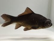 ���ǥᥭ��3�֡���Ĺ��10���������� kingyo ������� ���󤮤�