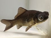 ���ǥᥭ��4�֡���Ĺ��10���������� kingyo ������� ���󤮤�