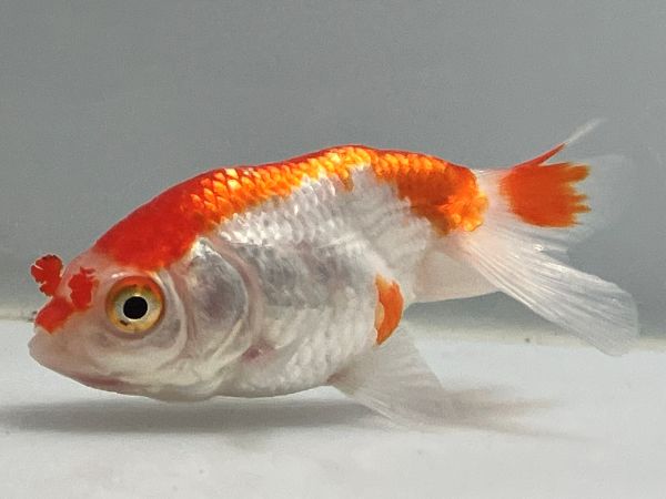 �����夦��˼��1�֡���Ĺ��7���������� kingyo ������� ���󤮤�