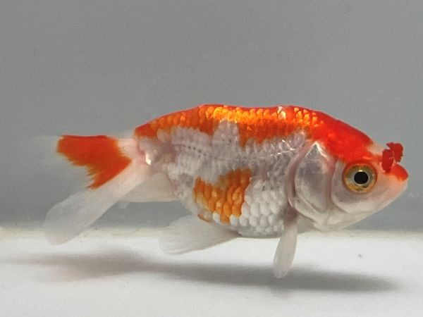 �����夦��˼��1�֡���Ĺ��7���������� kingyo ������� ���󤮤�