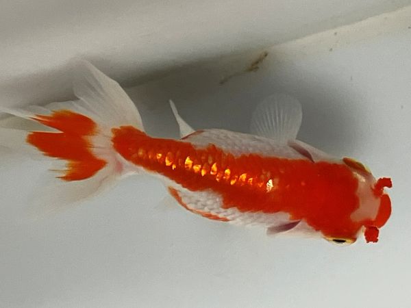 �����夦��˼��1�֡���Ĺ��7���������� kingyo ������� ���󤮤�