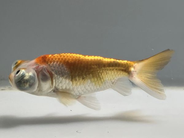 ĺŷ�㡡1�֡���Ĺ��8.5���������� kingyo ������� ���󤮤�