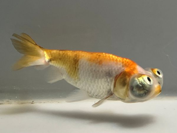 ĺŷ�㡡1�֡���Ĺ��8.5���������� kingyo ������� ���󤮤�