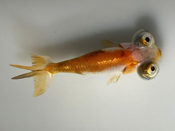 ĺŷ�㡡1�֡���Ĺ��8.5���������� kingyo ������� ���󤮤�