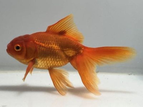 ��⡡1�֡���Ĺ��11���������� kingyo ������� ���󤮤�