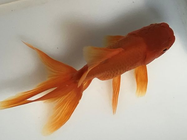 ��⡡1�֡���Ĺ��11���������� kingyo ������� ���󤮤�