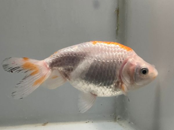 �ʥ󥭥�1�֡���Ĺ��10����� ��� kingyo ������� ���󤮤�