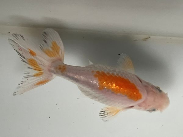 �ʥ󥭥�1�֡���Ĺ��10����� ��� kingyo ������� ���󤮤�