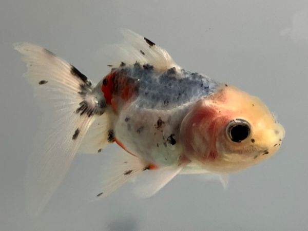 ���ڷϥ����ޡ�21�֡���Ĺ��9���������� kingyo ������� ���󤮤�