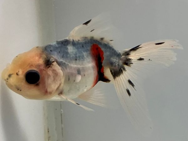 ���ڷϥ����ޡ�21�֡���Ĺ��9���������� kingyo ������� ���󤮤�