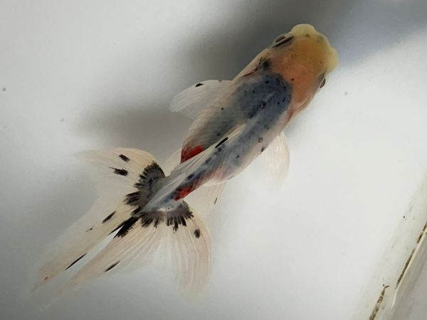 ���ڷϥ����ޡ�21�֡���Ĺ��9���������� kingyo ������� ���󤮤�