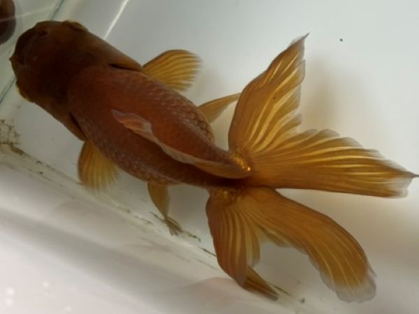 きんぎょページ 金魚王子】虎蝶尾 7±1cm前後 (個体番号：cde558) 金魚 きんぎょ
