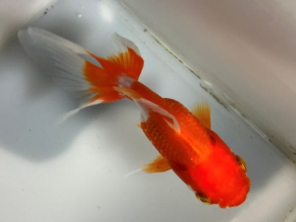 金魚 Amazon.co.jp: 金魚飼育全書 〔保存版〕 : 吉田 信行, 金魚の
