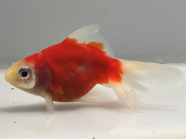 ��ΰ�⡡11�֡���Ĺ��7.5���������� kingyo ������� ���󤮤�