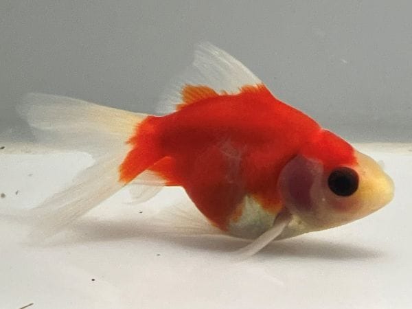 ��ΰ�⡡11�֡���Ĺ��7.5���������� kingyo ������� ���󤮤�