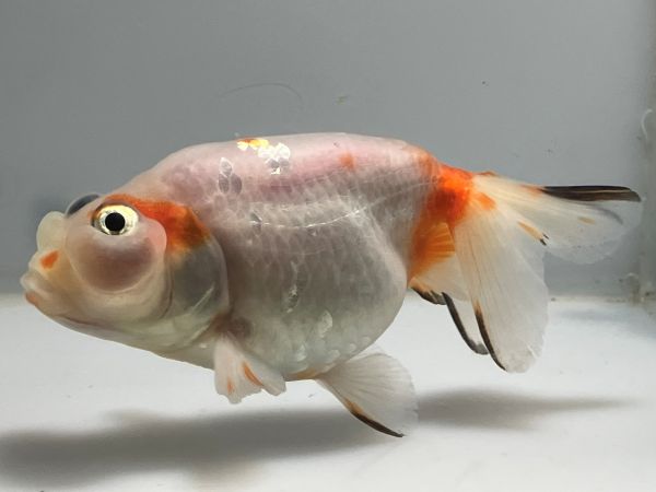 ��񻺥ե��å��إåɡ�1�֡���Ĺ��11���������� kingyo ������� ���󤮤�