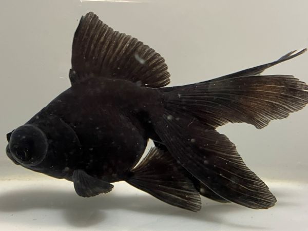 ���ǥᥭ��1�֡���Ĺ��11���������� kingyo ������� ���󤮤�