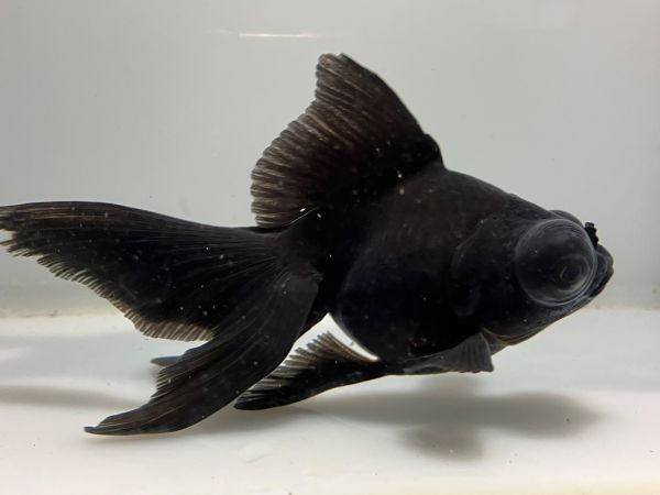 ���ǥᥭ��1�֡���Ĺ��11���������� kingyo ������� ���󤮤�