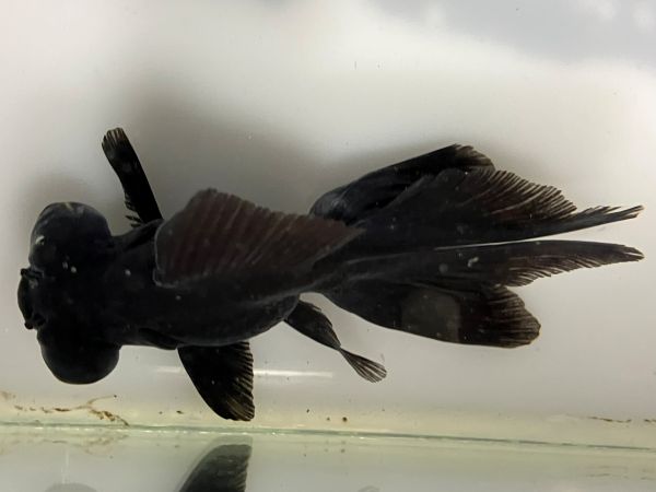 ���ǥᥭ��1�֡���Ĺ��11���������� kingyo ������� ���󤮤�