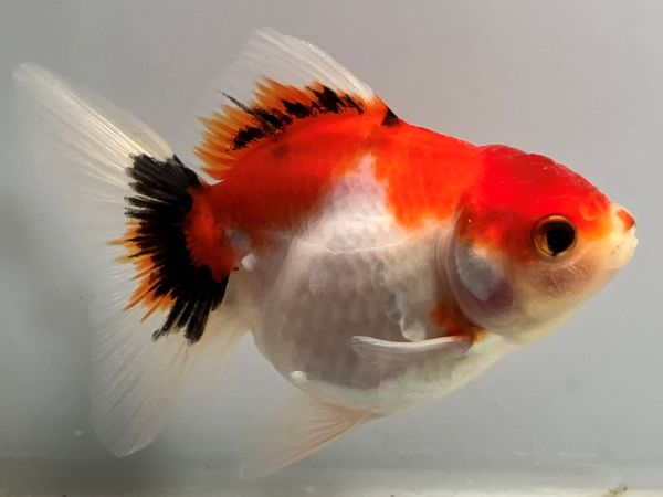 �������ơ��륢���ޡ�1�֡���Ĺ��11���������� kingyo ������� ���󤮤�