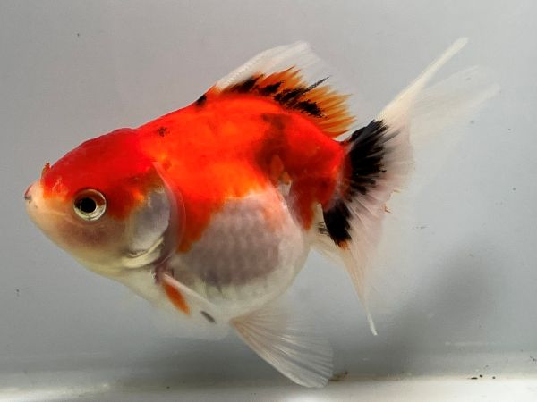 �������ơ��륢���ޡ�1�֡���Ĺ��11���������� kingyo ������� ���󤮤�