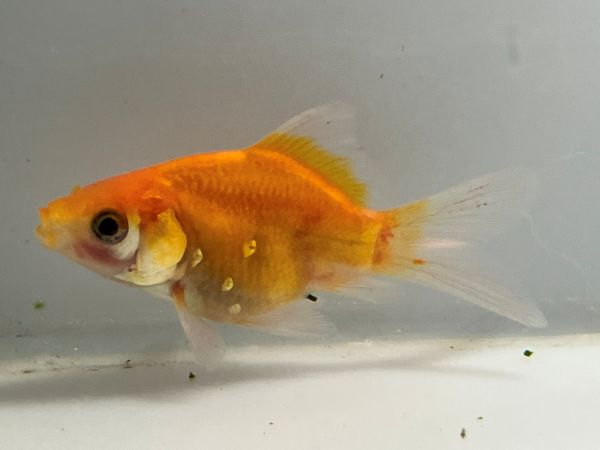 �̲���ӡ�1�֡���Ĺ��8.5���������� kingyo ������� ���󤮤�