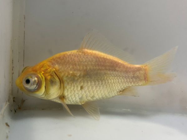 �������ǥᥭ��5�֡���Ĺ��11���������� kingyo ������� ���󤮤�