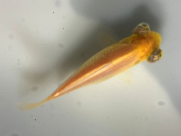 �������ǥᥭ��5�֡���Ĺ��11���������� kingyo ������� ���󤮤�