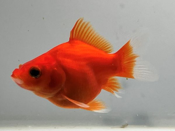 �̶ӡ�1�֡���Ĺ��7���������� kingyo ������� ���󤮤�