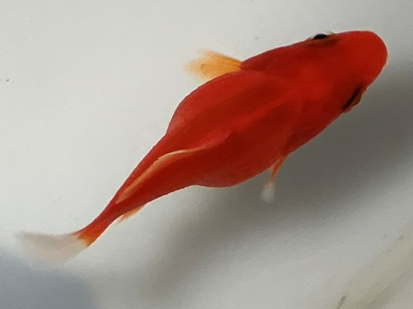 �̶ӡ�1�֡���Ĺ��7���������� kingyo ������� ���󤮤�