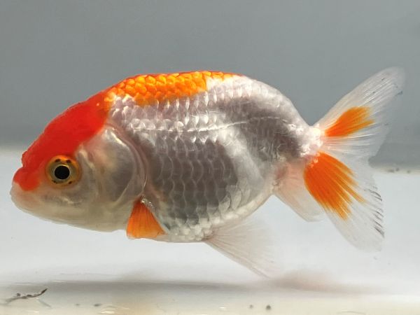 �����夦��1�֡���Ĺ��8���������� kingyo ������� ���󤮤�