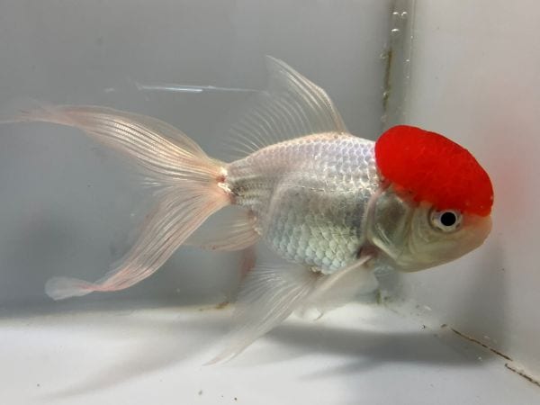 金魚 飯田高頭丹頂 1番 全長約14センチ 金魚 kingyo 金魚生体