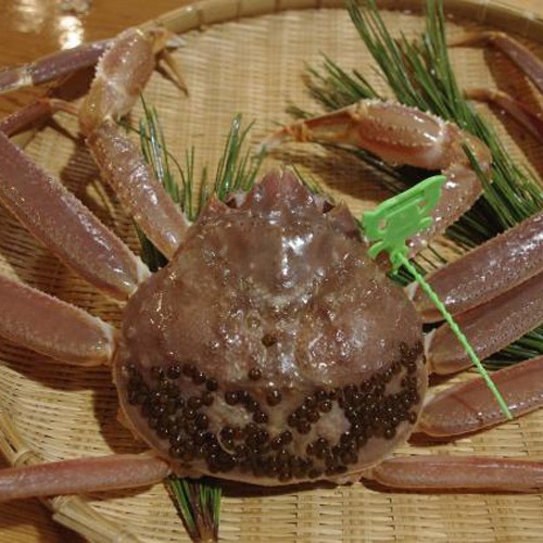 【活】松葉ガニ一本足トレ(約1.1kg~1.2kg)