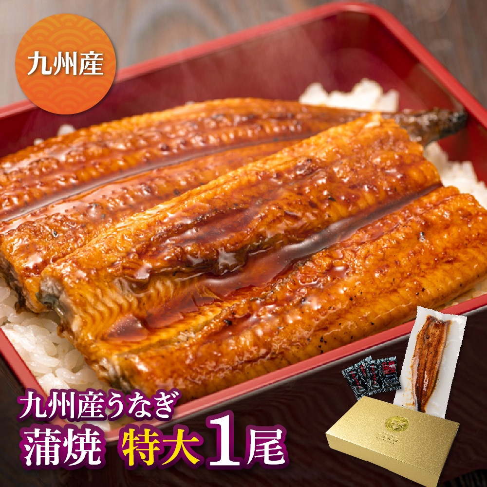 九州産 厳選うなぎ蒲焼（212g-236g）×特大1尾