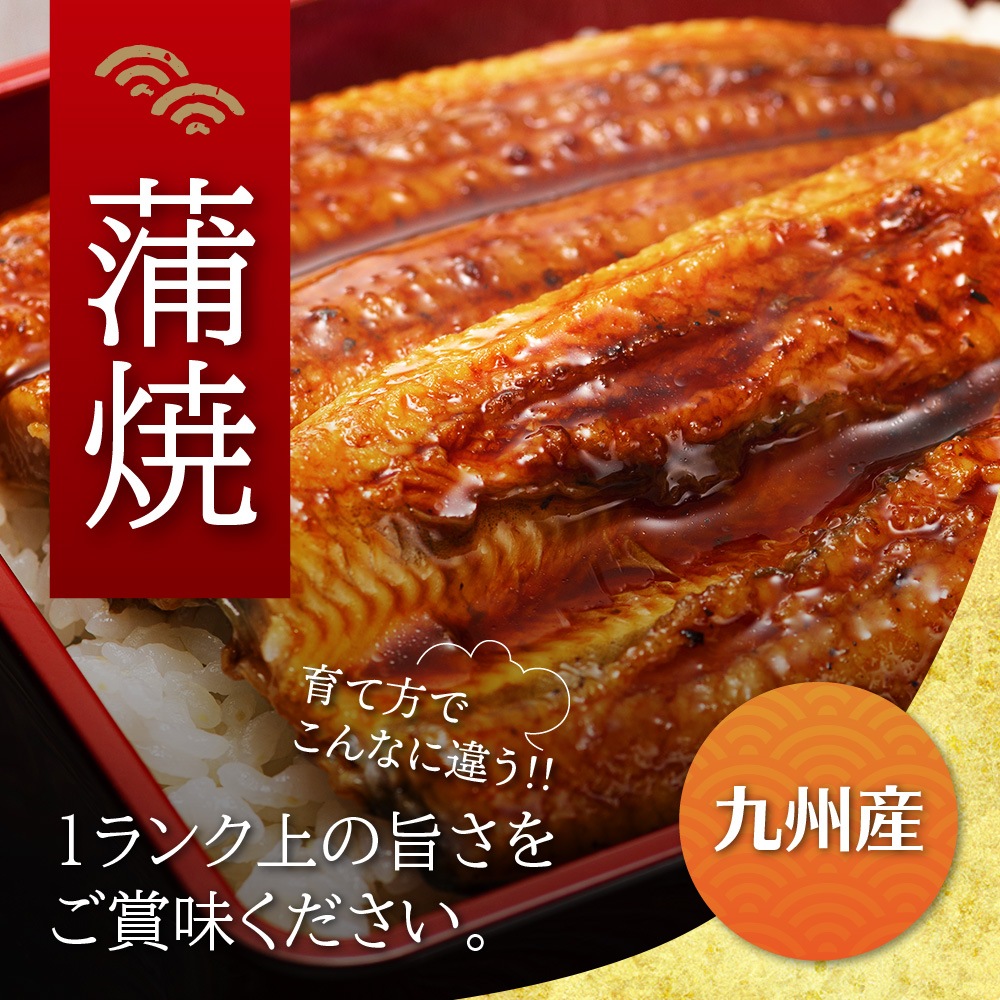 九州産 厳選うなぎ蒲焼（212g-236g）×特大1尾