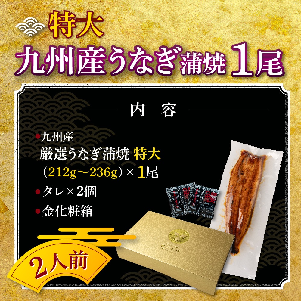 九州産 厳選うなぎ蒲焼（212g-236g）×特大1尾