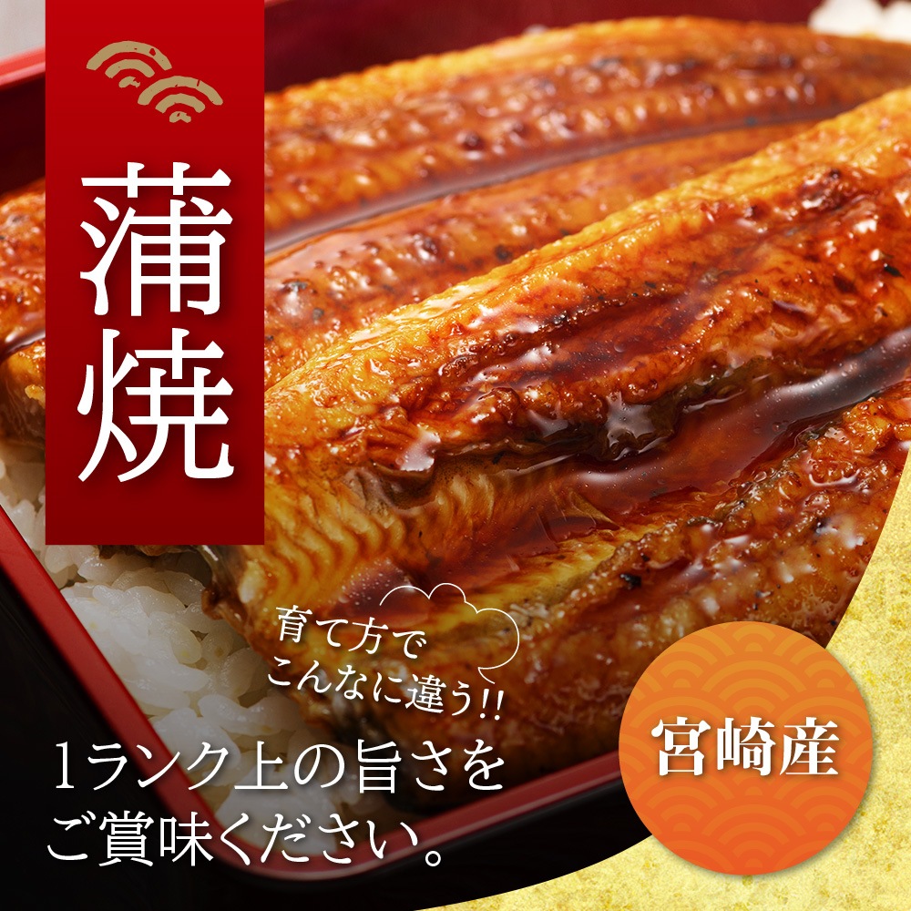 宮崎県産　山道養鰻の蒲焼　(119g-134g)　2本　中