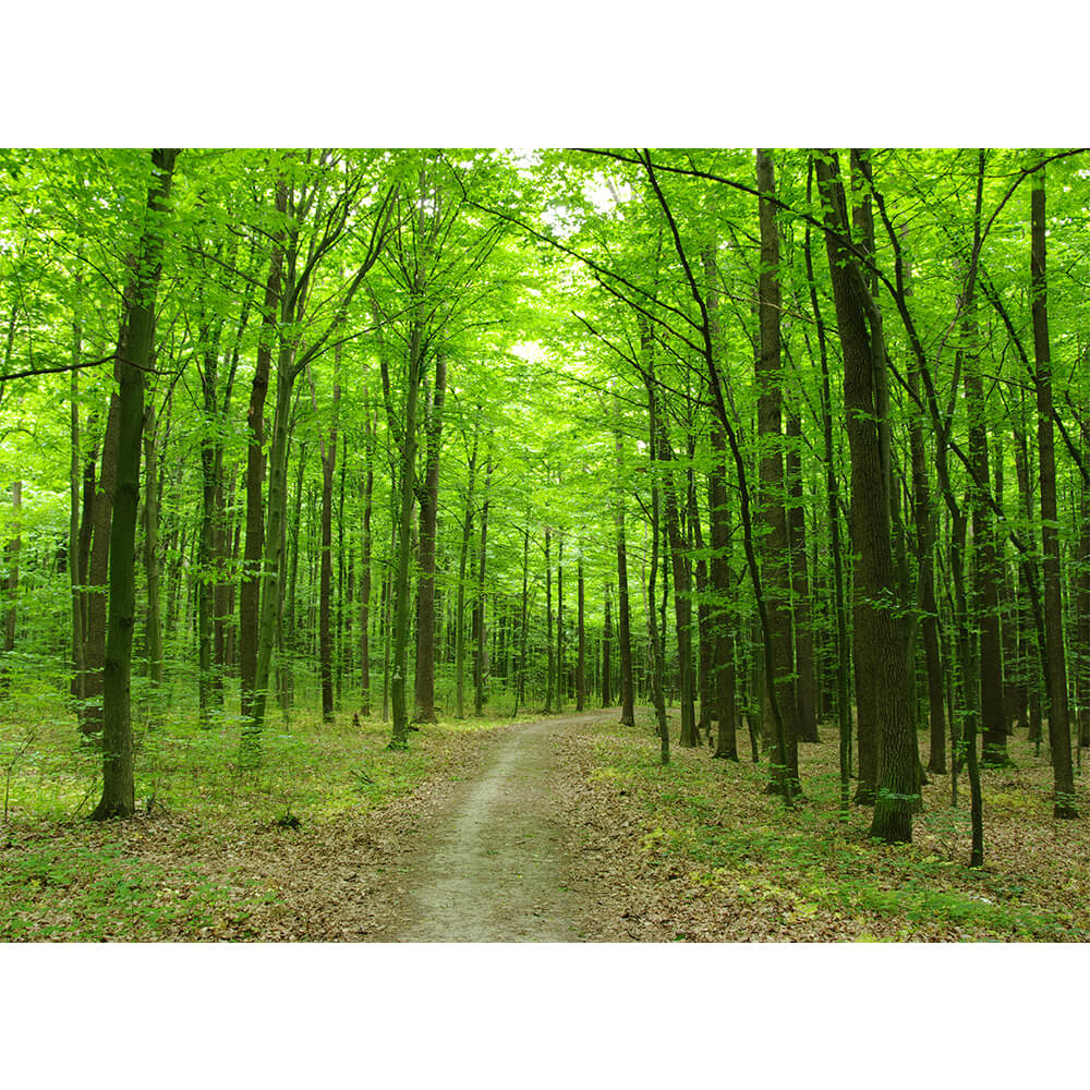 Graphicbaseオンラインショップ サイズオーダー 写真壁紙 シート 森 森の中 そらのした H Ss