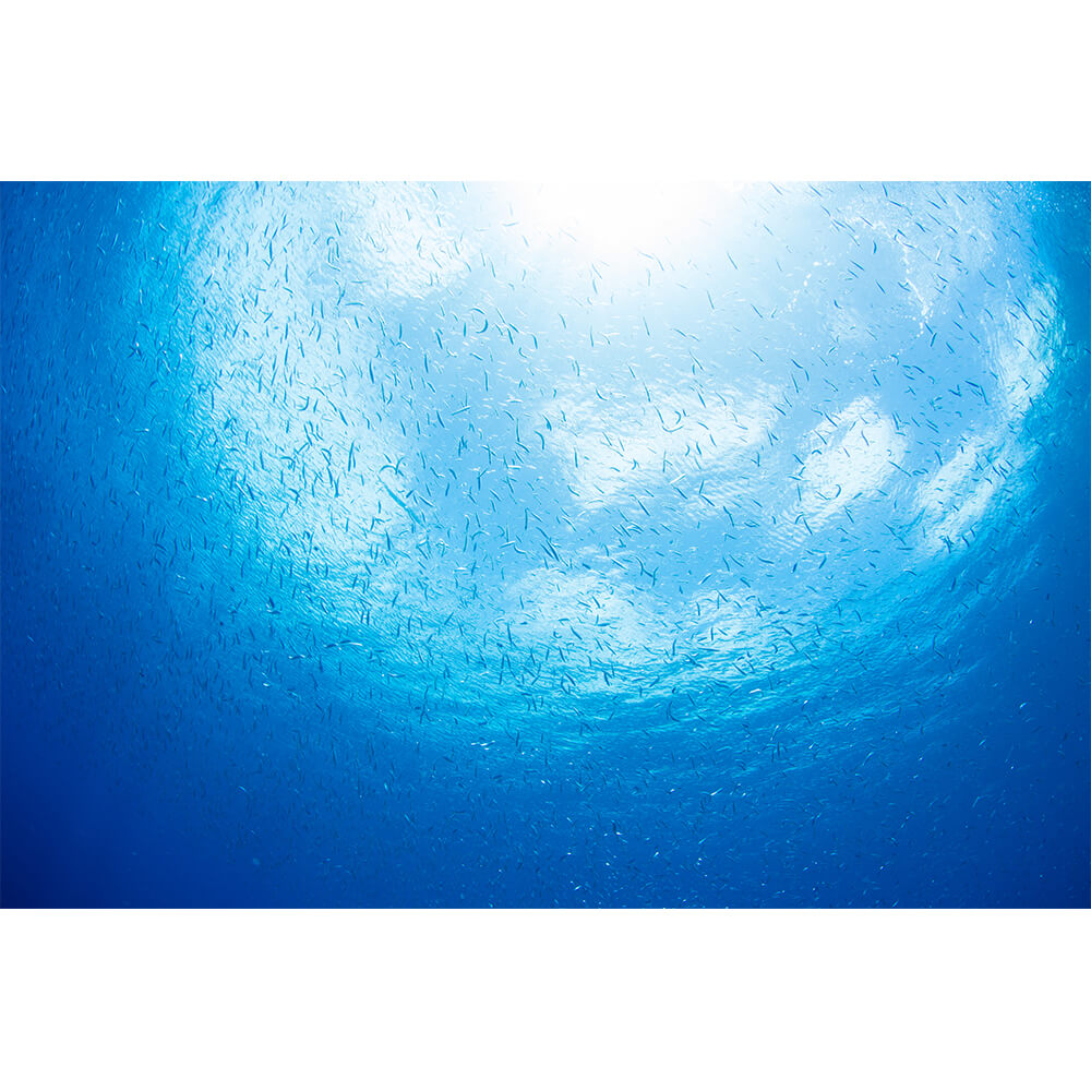 Graphicbaseオンラインショップ サイズオーダー 写真壁紙 シート 海 海中 そらのした H Ss