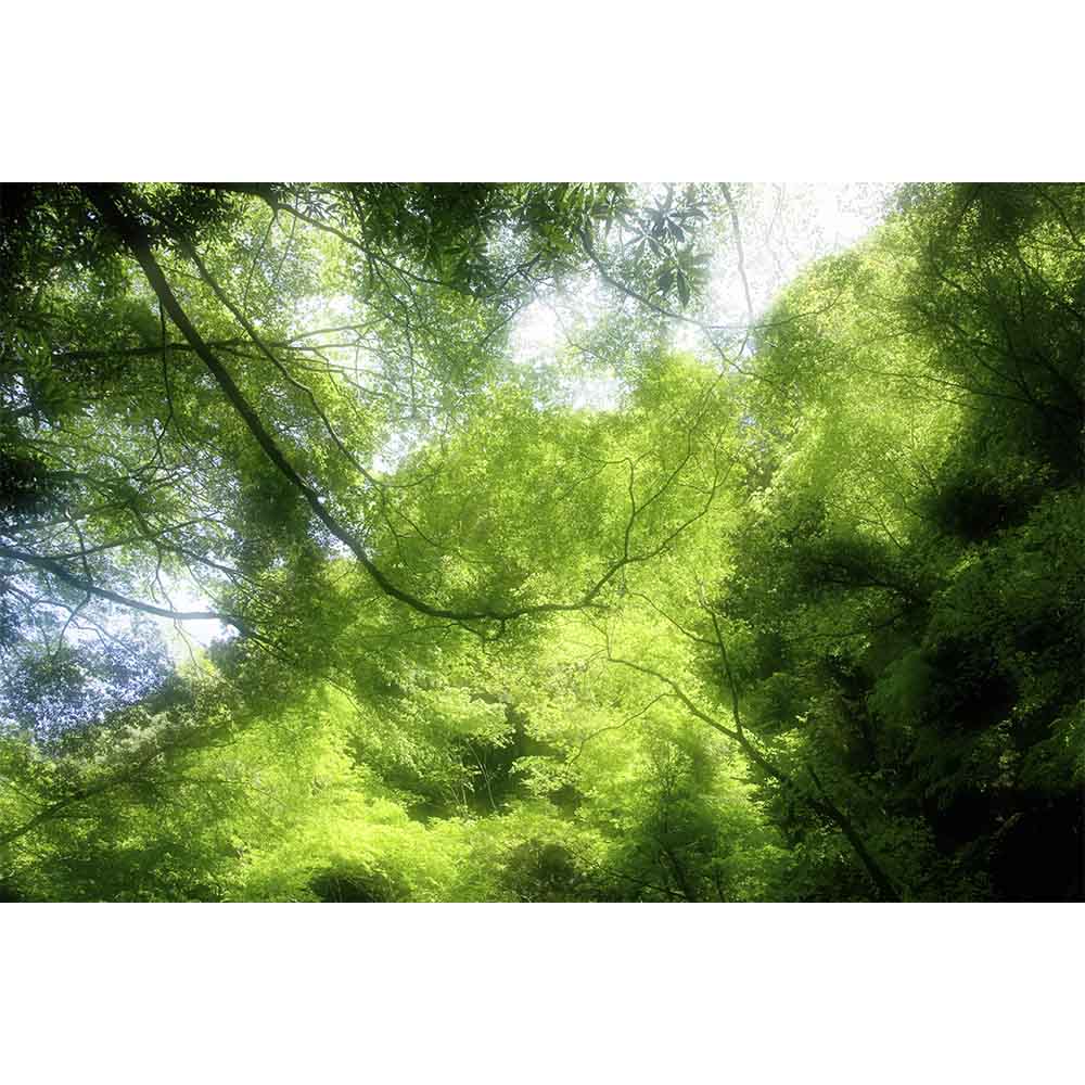 Graphicbaseオンラインショップ サイズオーダー 写真壁紙 シート 森 森の中 そらのした H Ss