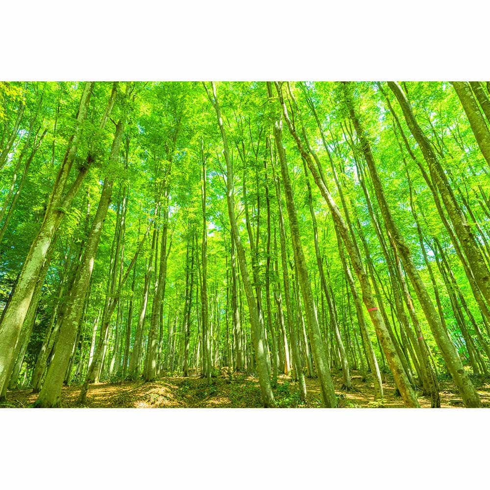 Graphicbaseオンラインショップ サイズオーダー 写真壁紙 シート 森 森の中 そらのした H Ss