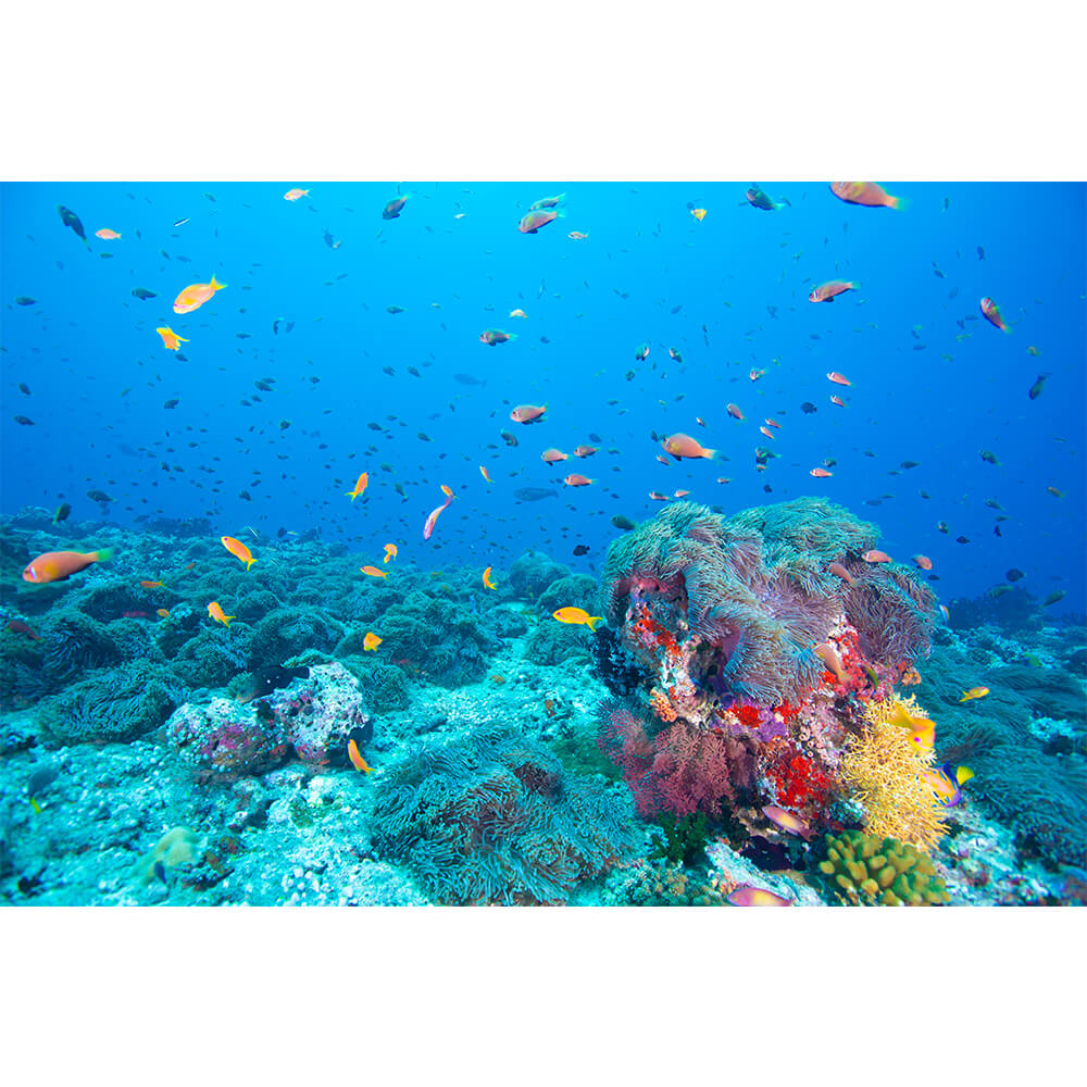 Graphicbaseオンラインショップ サイズオーダー 写真壁紙 シート 海 海中 そらのした H Ss