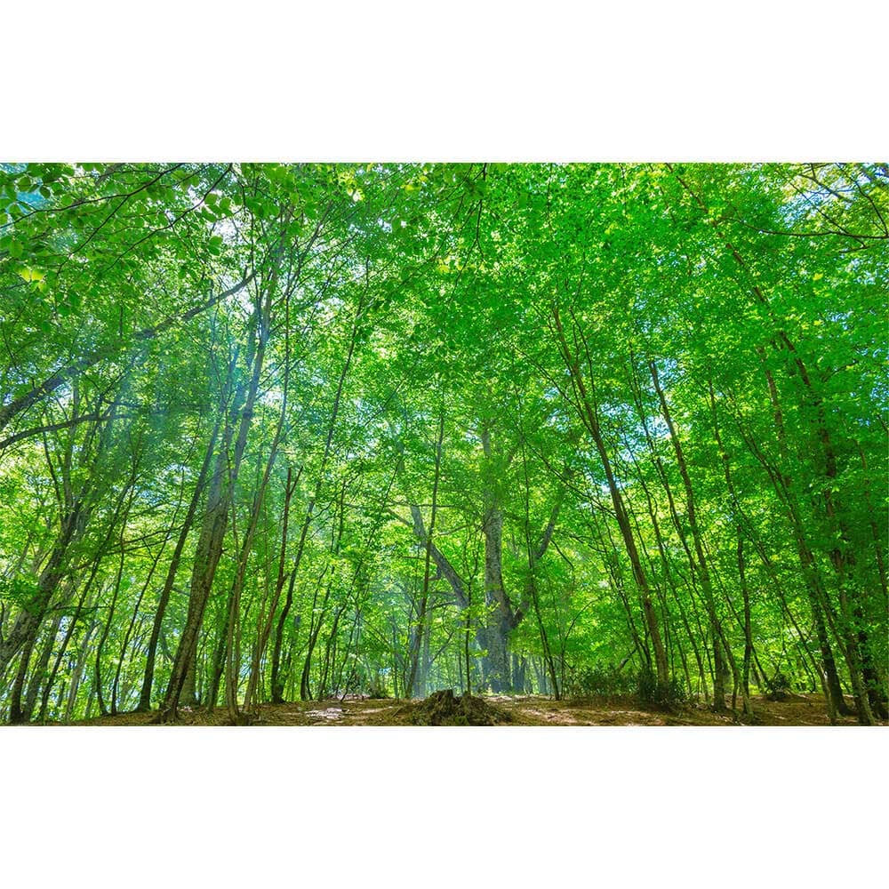 GraphicBaseオンラインショップ | 【サイズオーダー】写真 壁紙