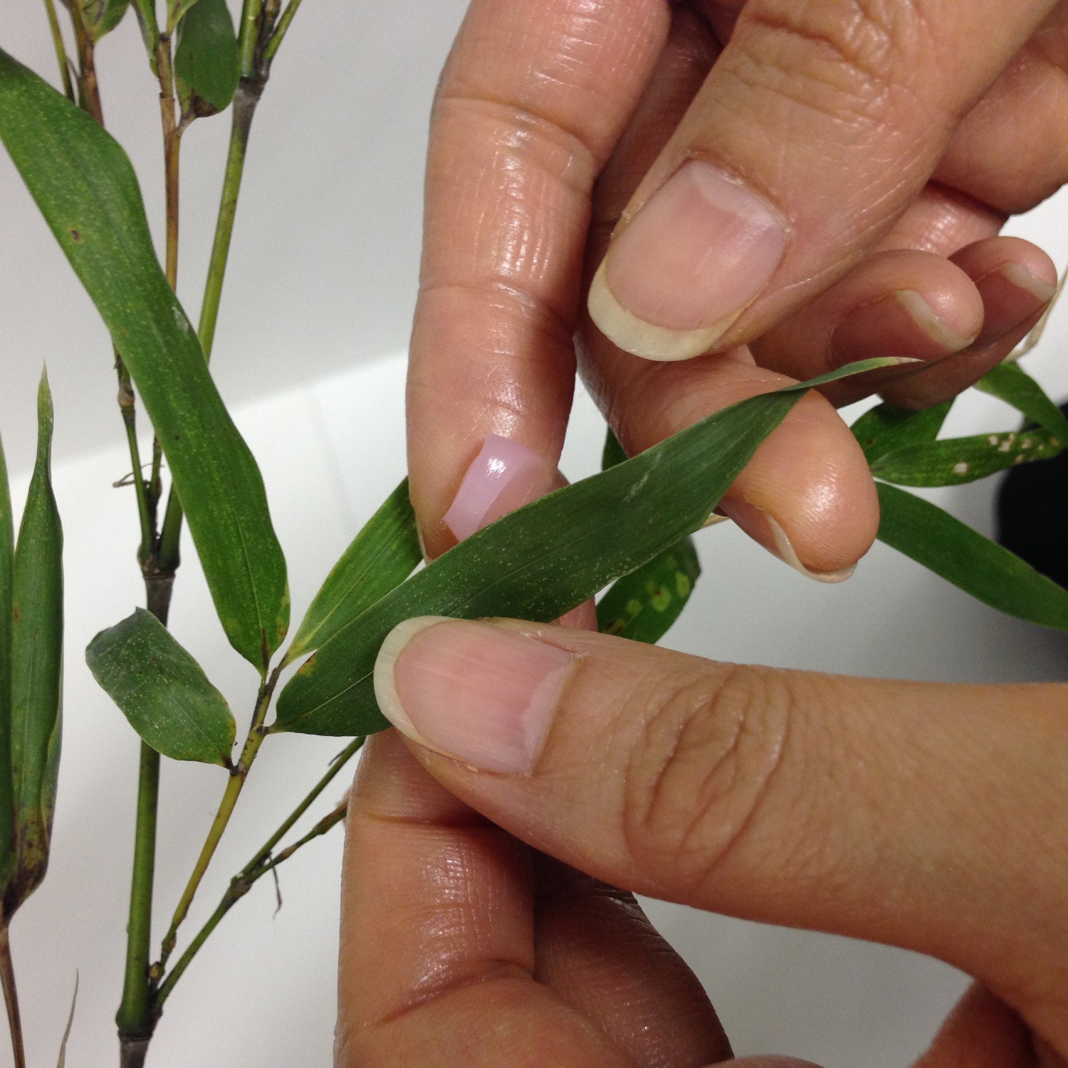 ももの花 21g | 華道具,水揚げ関係 | フラワーショップ花楽