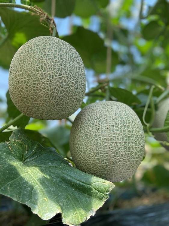 ぱんなめろん　 特選 青肉メロン パンナ 2玉入 | 果物,メロン | 近江米 近江牛の販売