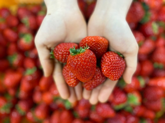 竜王いちご 品種おまかせ | 果物,いちご | 近江米 近江牛の販売 滋賀