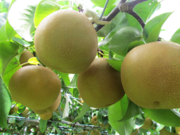 ʤȢ