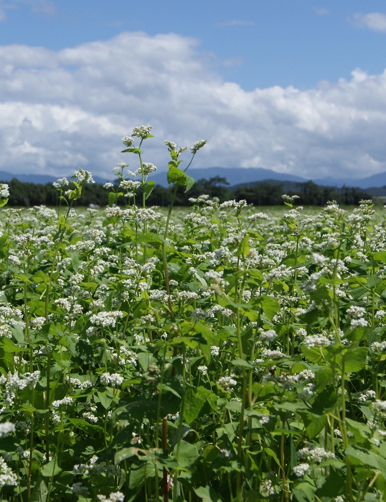 ε�����Х��å�