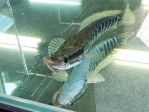 ���ʥե��å�