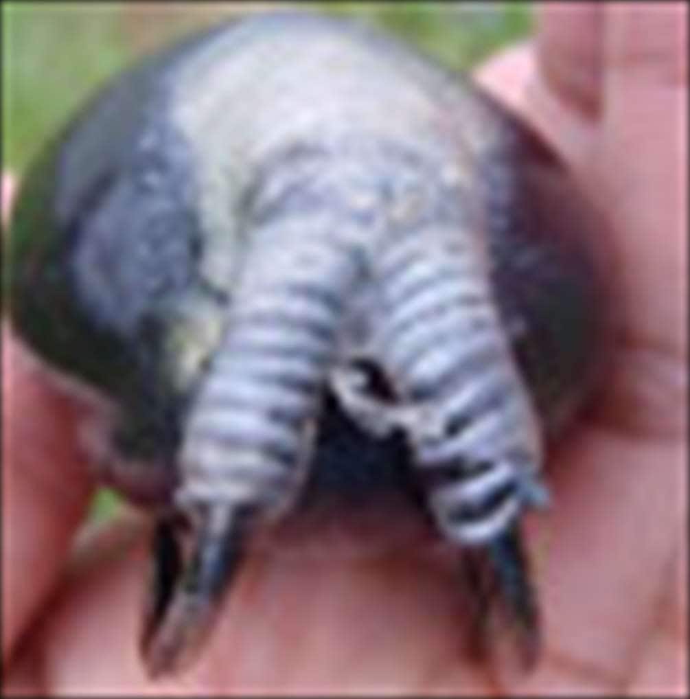 �奪��� 0.8mm �ե��å� ������ӹ������� ���塼�˥󥰥��󥫡� ��� �饤���� 90cm��2 ��10g